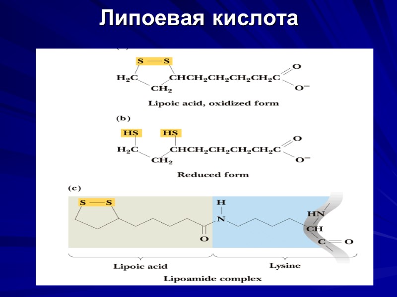 Липоевая кислота Липоевая кислота